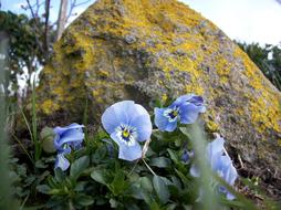 Pansy Blossom close-up near a large stone