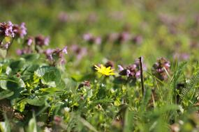 Spring Flowers at Sunshine
