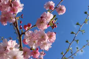 Cherry Blossom Blossoms