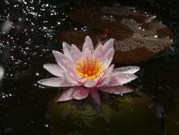 Water Lily orange pink