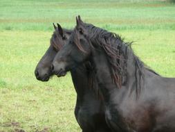 Friesian Horses Together