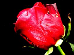 Rose Bloom black background