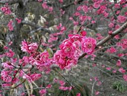 Plum Red Blossoms