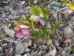 Christmas Rose Spring Flowers