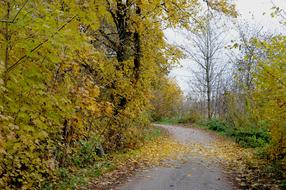 Autumn Leaves Trees Bicycle