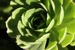 Agave Green Wild