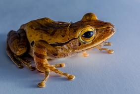 Tree Frog Anuran