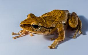 Tree Frog Anuran