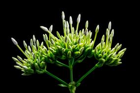 Green and white Blossom Bloom Flower