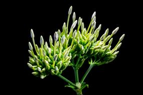 Flower Green black background