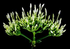 white Flower buds on Green stem