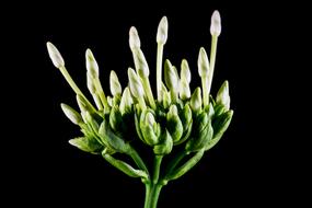 amazing Flower Green white