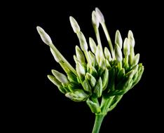 inflorescence with white flower buds