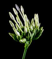 white-green plant buds on a black background