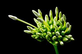 green flower on a black background