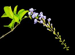 Close-up of the beautiful, purple, blossoming wild flowers with green leaves, at black background