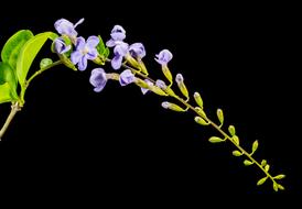 violet green Wild Flower black background