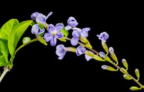 violet Wild Flower and black background