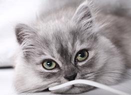 Kitten Janjira Eye
