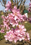 Flowers Pink Garden Close