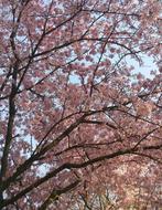 Wild Cherry Tree Pink