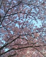 Wild Cherry Tree Pink