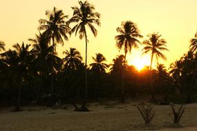 Sunrise Palms