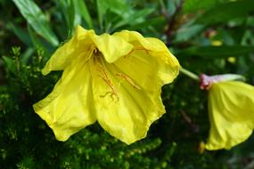 Dwarf Evening Primrose Yellow