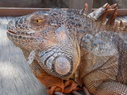 Iguana Reptile