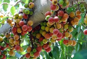 Ficus Glomerata Fig Gular Wild
