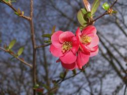 branch with bright pink flowers in spring on a blurred background