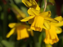macro photo of yellow tender daffodils
