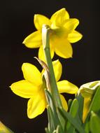 bright yellow daffodils on a black background