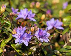 Rhododendron Flowers Close Up