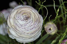 Ranunculus Blossom white purple