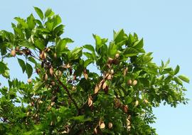 Milletia Pinnata Karanj Tree