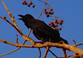 Indian Jungle Crow Corvus