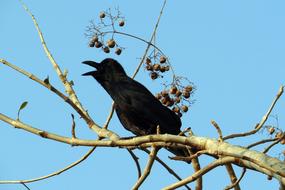 Indian Jungle Crow Corvus