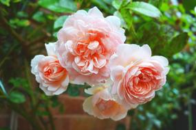 Rose Pink Large garden