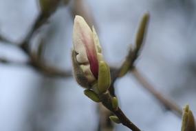 amazing Magnolia