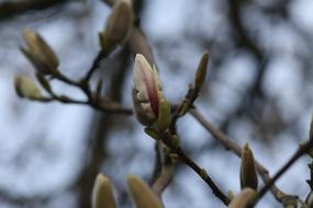 incredible beauty Magnolia Blossom