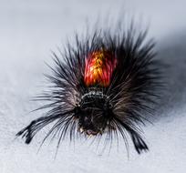 red-black fluffy caterpillar with antennae