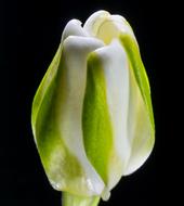 Close-up of the beautiful green, white and yellow flower at black background