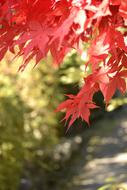 Autumnal Leaves Maple