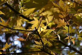 Autumnal Leaves Maple