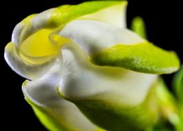 macro photo of White Blossom Bloom Flower bud