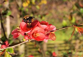 bee on a red bloom close-up on a blurred background