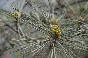 Pine Needles Flowers on tree