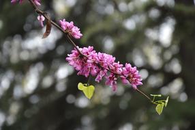 Chinese Redbuds Judas Tree Flowers