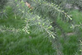 Pine Tree Needles New